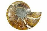 Cut & Polished Ammonite Fossil (Half) - Madagascar #364865-1
